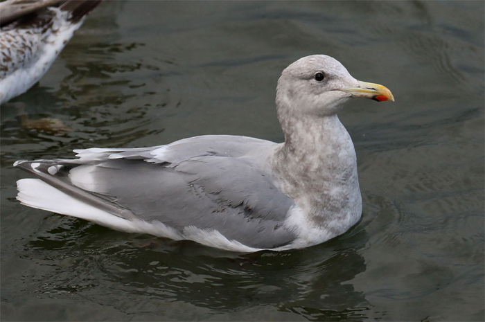 Glaucous-winged Gull