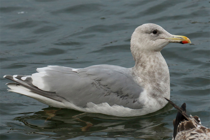 Glaucous-winged Gull