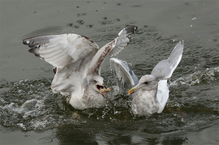 Glaucous-winged Gull