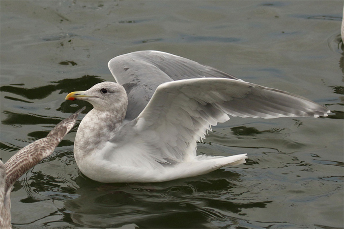 Glaucous-winged Gull