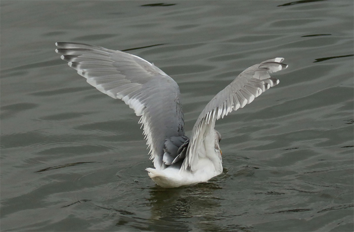Glaucous-winged Gull