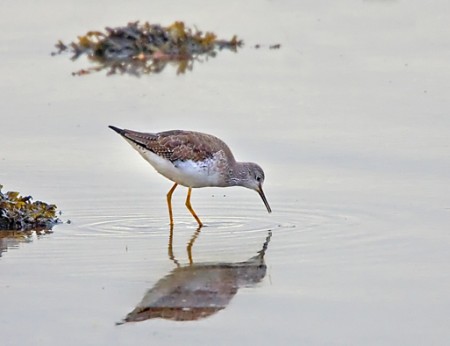 Lesser Yellowlegs