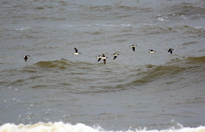 Little Auk
