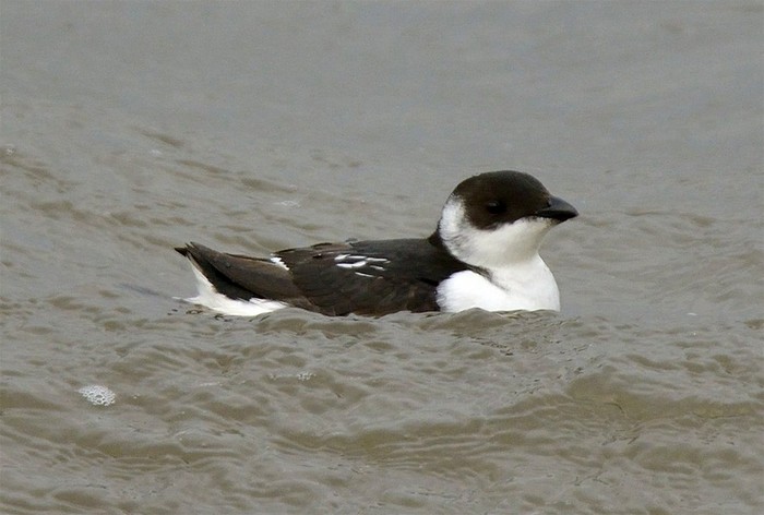 Little Auk