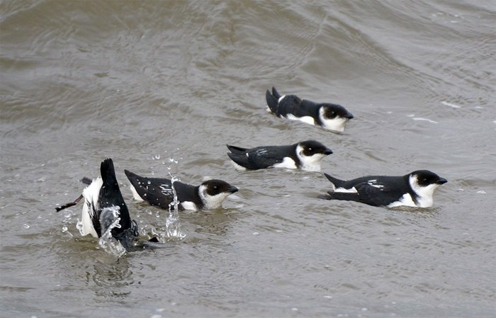 Little Auk