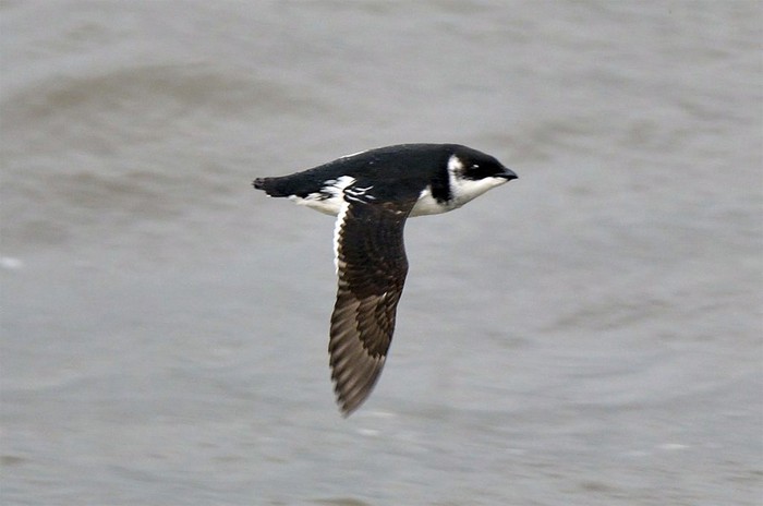 Little Auk