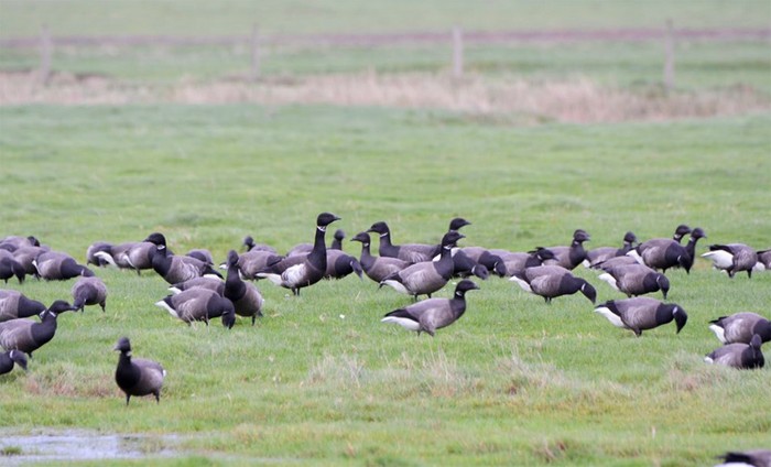 Black Brant