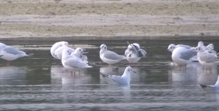 Bonaparte's Gull