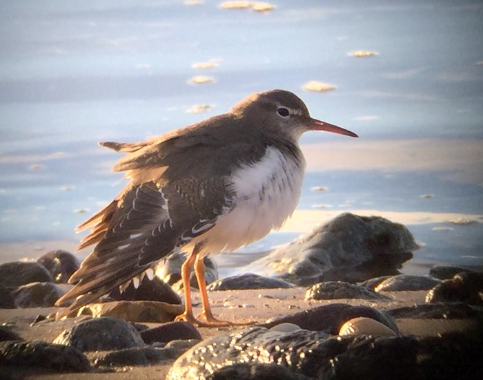 Spotted Sandpiper