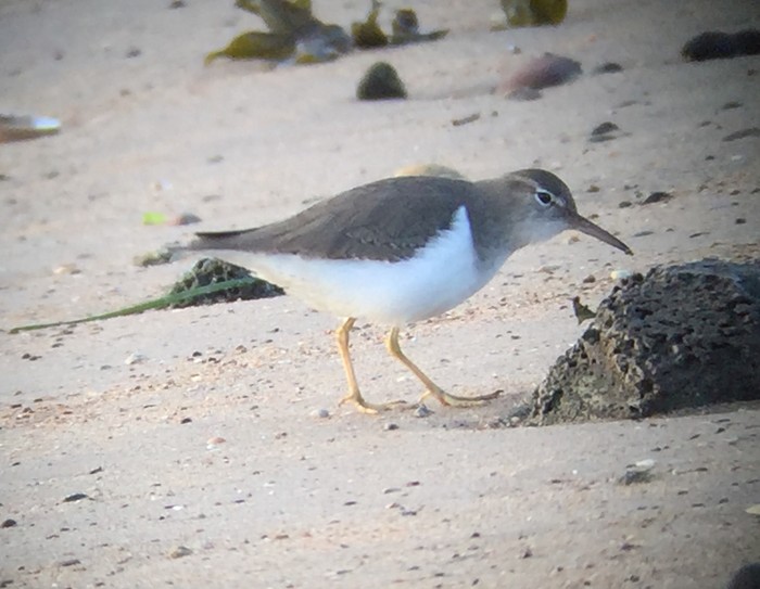 Spotted Sandpiper