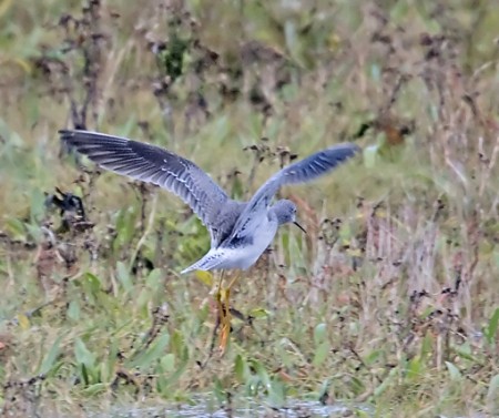 Lesser Yellowlegs