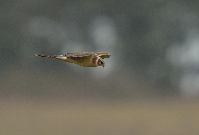 Pallid Harrier