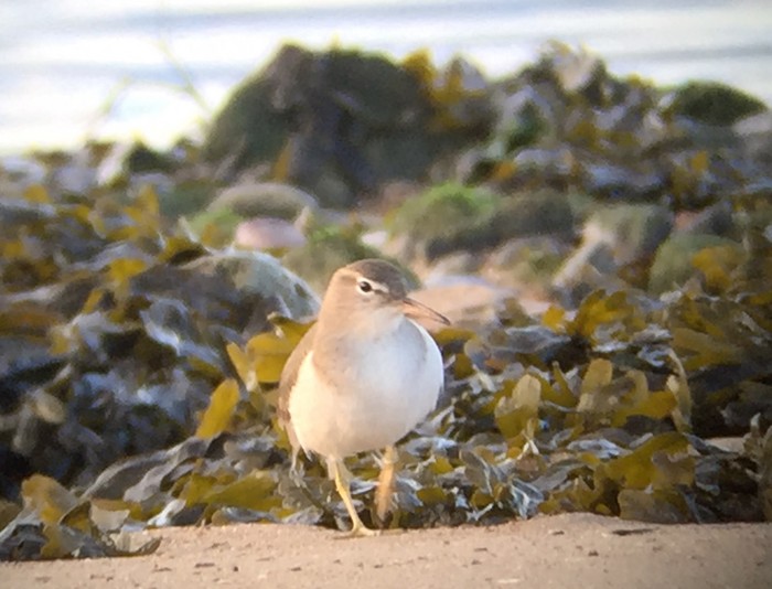 Spotted Sandpiper