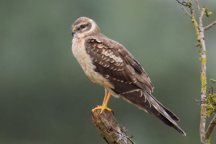 Pallid Harrier