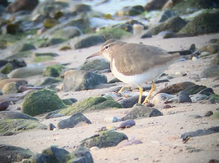 Spotted Sandpiper