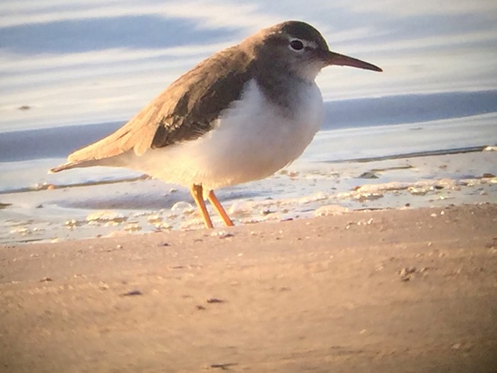 Spotted Sandpiper