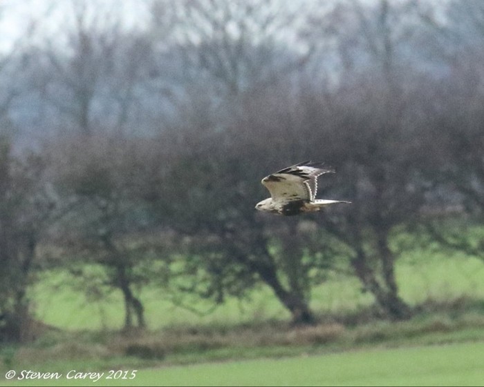 Rough-legged Buzzard