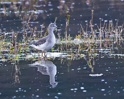 Lesser Yellowlegs