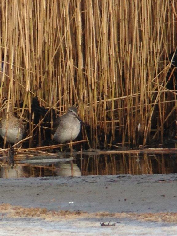 Long-billed Dowitcher