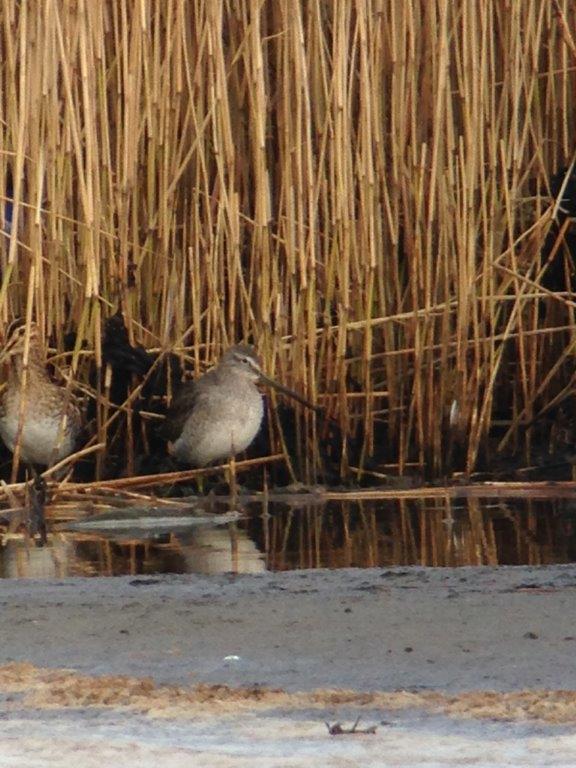 Long-billed Dowitcher