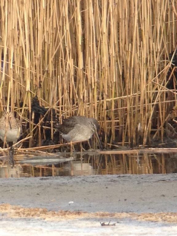 Long-billed Dowitcher