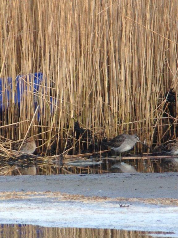 Long-billed Dowitcher