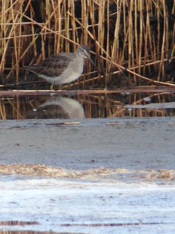 Long-billed Dowitcher