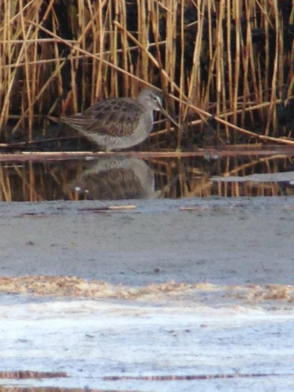Long-billed Dowitcher
