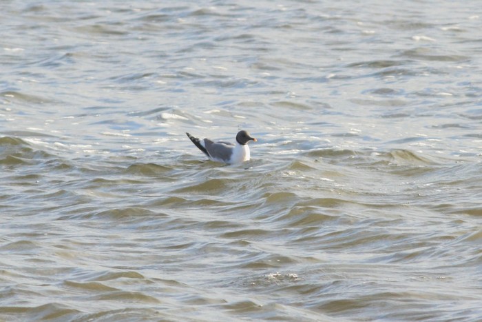 Sabine's Gull