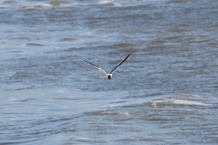 Sabine's Gull