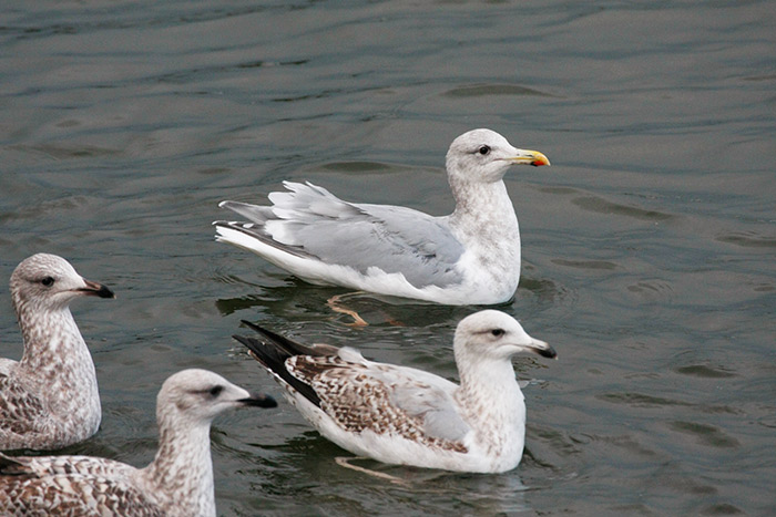 Glaucous-winged Gull
