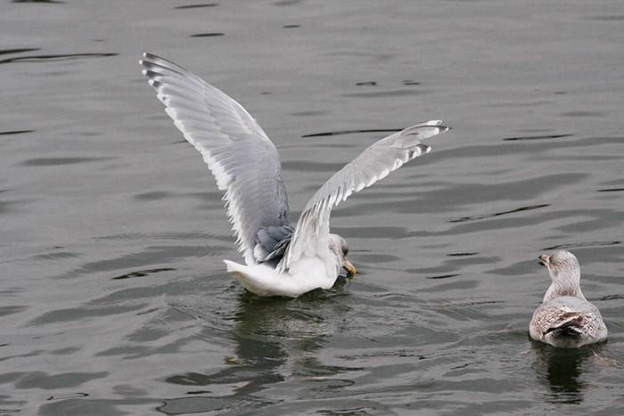Glaucous-winged Gull