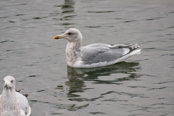 Glaucous-winged Gull