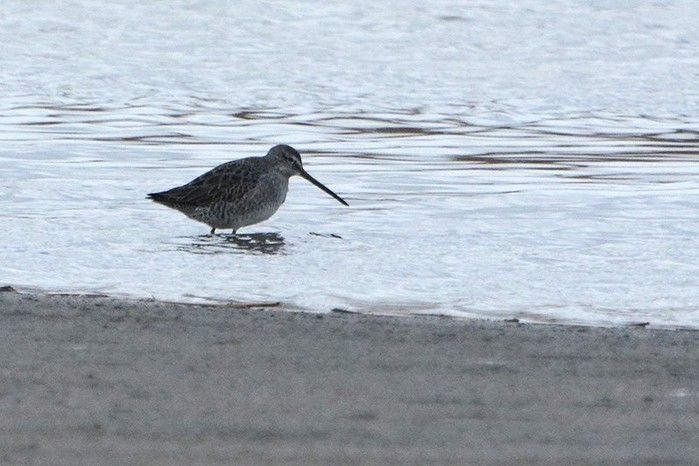 Long-billed Dowitcher
