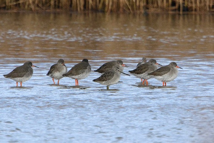 Long-billed Dowitcher