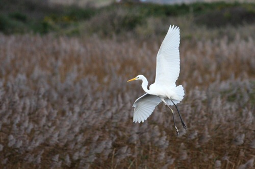 Great White Egret