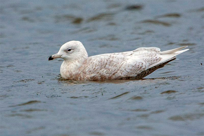 Iceland Gull
