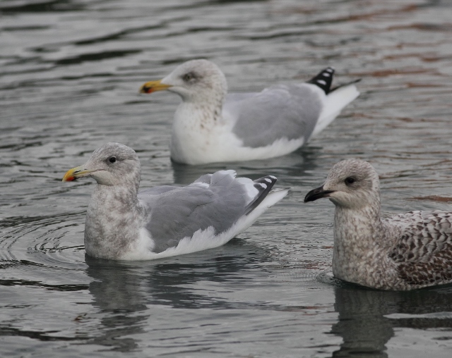 Glaucous-winged Gull