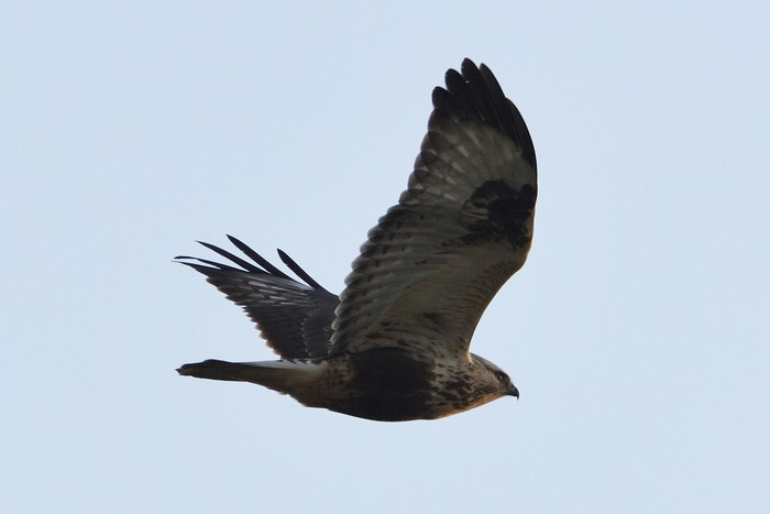 Rough-legged Buzzard