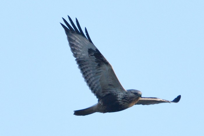 Rough-legged Buzzard
