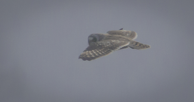 Short-eared Owl