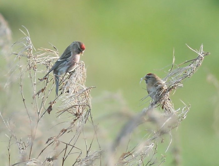 Mealy Redpoll