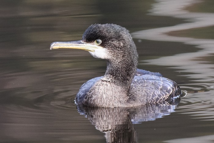 Shag