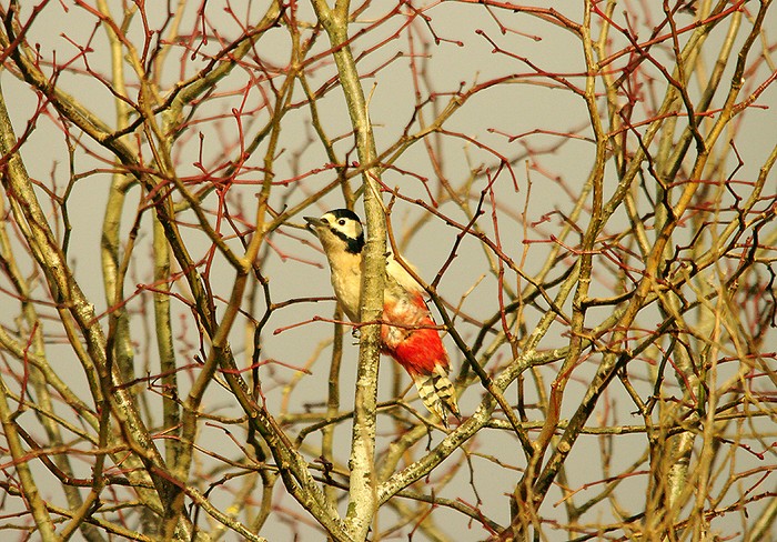 Great Spotted Woodpecker