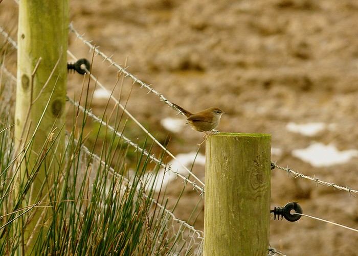 Cetti's Warbler