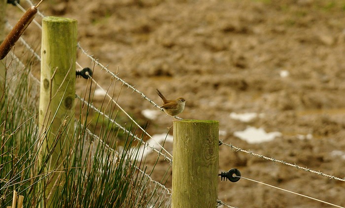 Cetti's Warbler
