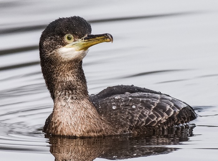 Shag