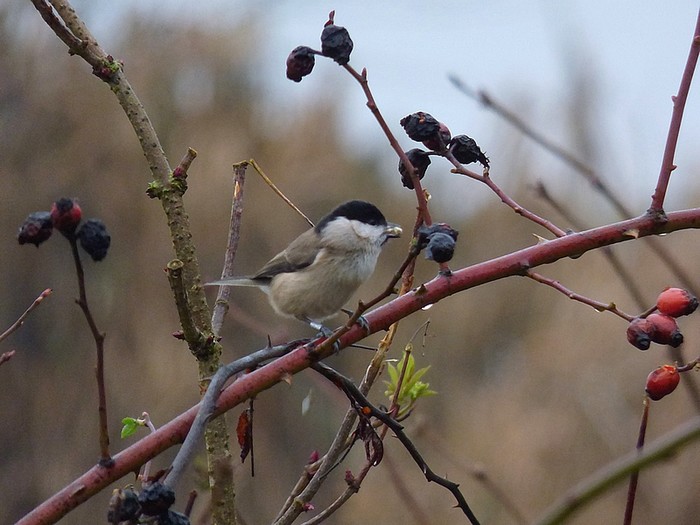 Marsh Tit