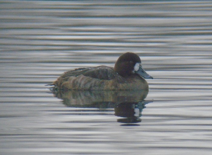 Scaup