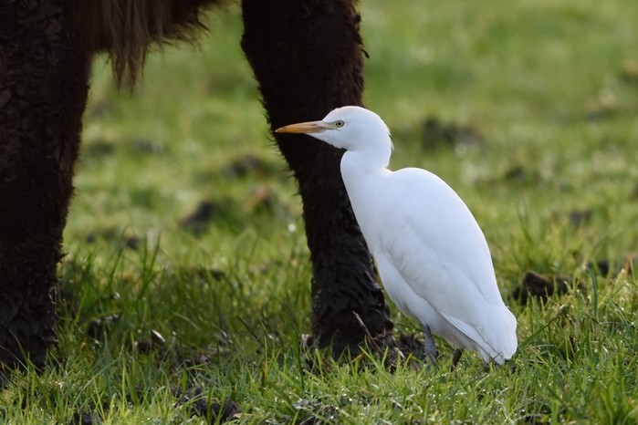 Cattle Egret